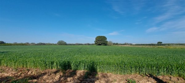 terreno agricolo in vendita a Mesagne