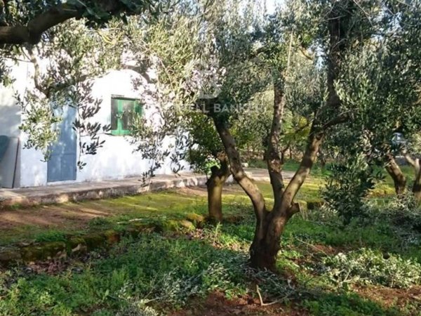 terreno agricolo in vendita a Mesagne