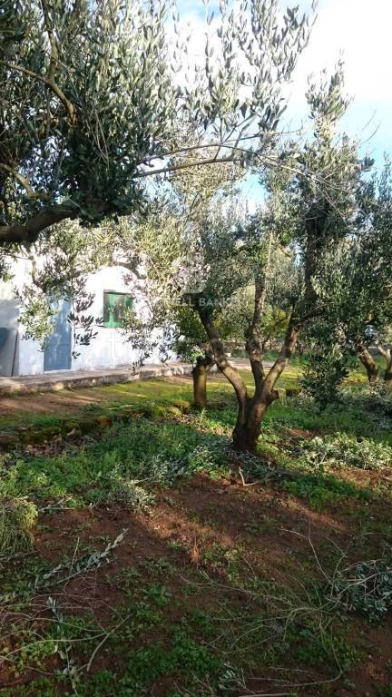 casa indipendente in vendita a Mesagne