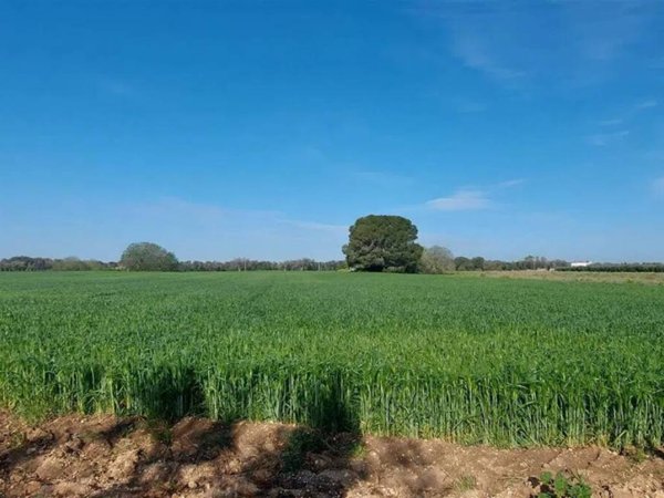 terreno agricolo in vendita a Mesagne