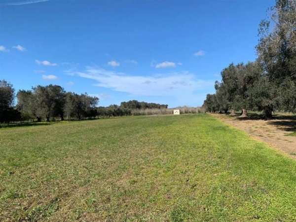 terreno agricolo in vendita a Mesagne
