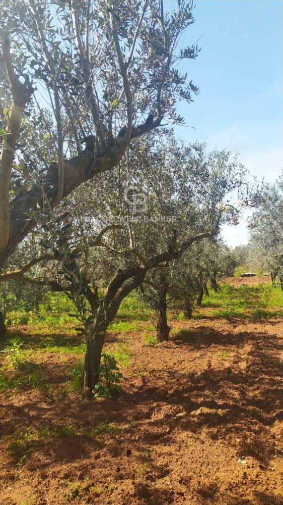 casa indipendente in vendita a Mesagne