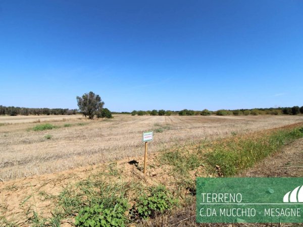 terreno agricolo in vendita a Mesagne