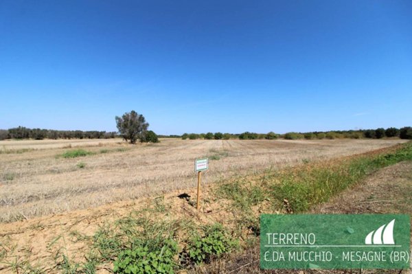 terreno agricolo in vendita a Mesagne