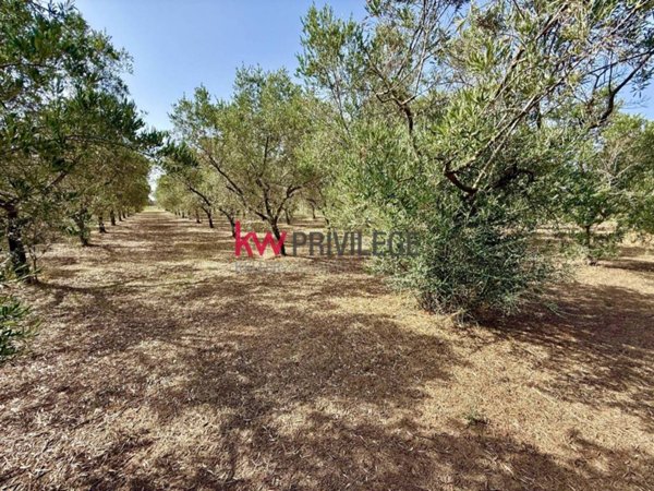 terreno agricolo in vendita a Mesagne