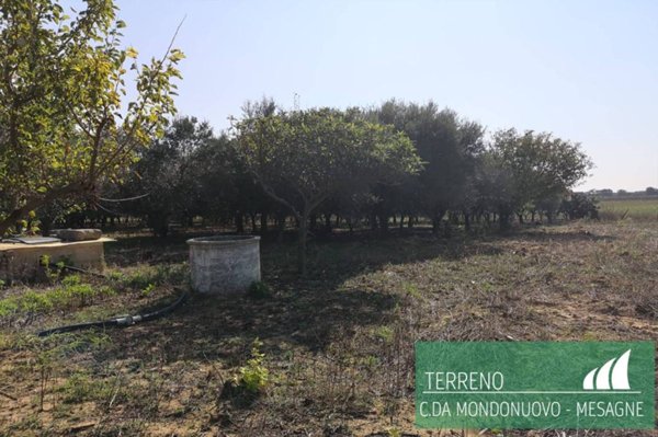 terreno agricolo in vendita a Mesagne