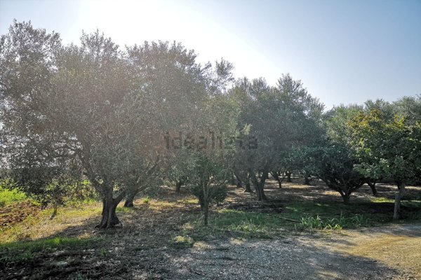 terreno agricolo in vendita a Mesagne