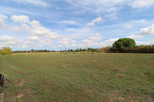 terreno agricolo in vendita a Mesagne