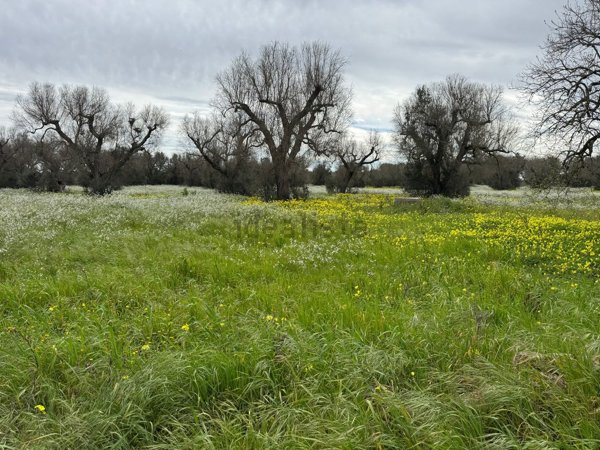 terreno agricolo in vendita a Mesagne