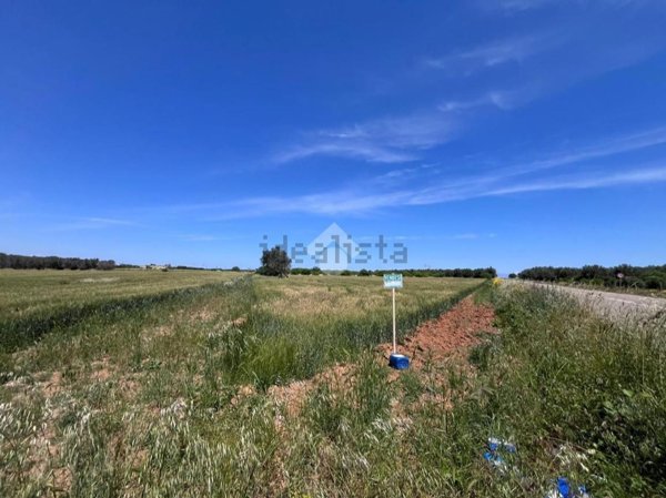 terreno agricolo in vendita a Mesagne