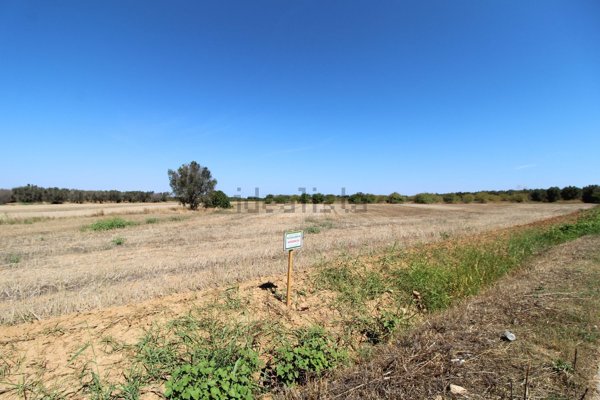 terreno agricolo in vendita a Mesagne