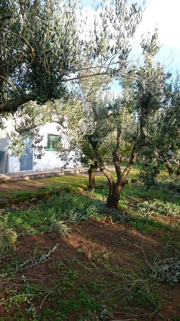 casa indipendente in vendita a Mesagne