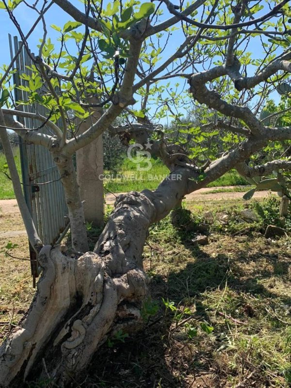 casa indipendente in vendita a Mesagne