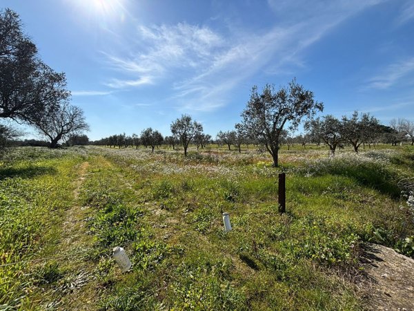 terreno agricolo in vendita a Mesagne