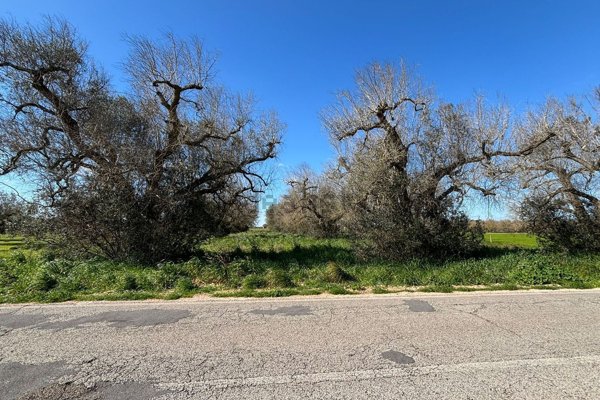 terreno agricolo in vendita a Mesagne