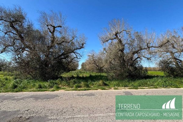 terreno agricolo in vendita a Mesagne