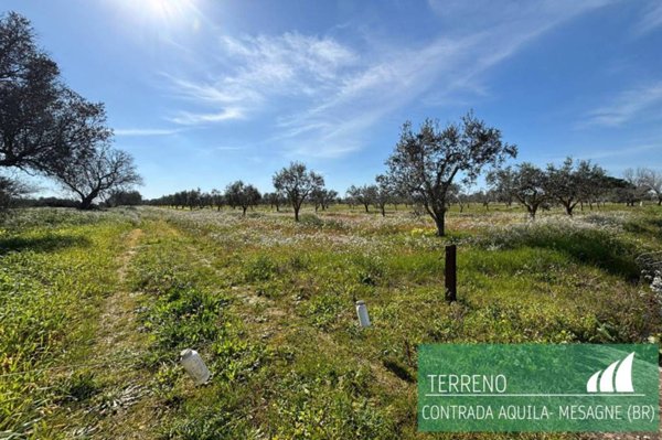 terreno agricolo in vendita a Mesagne