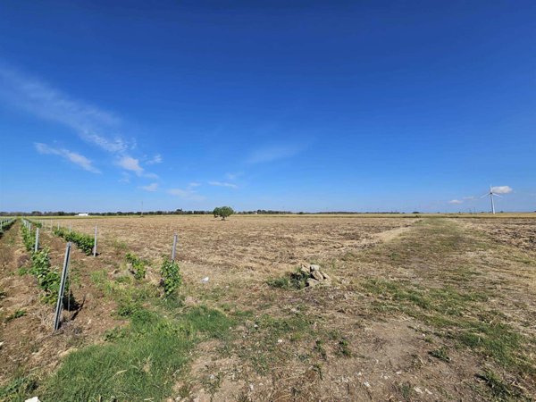 terreno agricolo in vendita a Mesagne