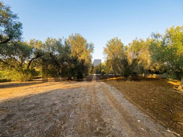 terreno in vendita a Mesagne