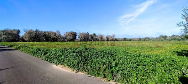 terreno in vendita a Mesagne