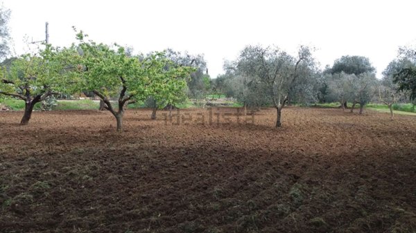 terreno agricolo in vendita ad Oria