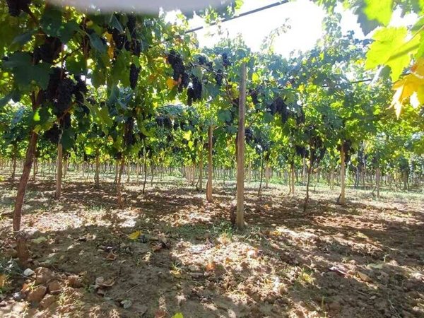 casa indipendente in vendita ad Oria