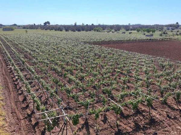 azienda agricola in vendita ad Oria
