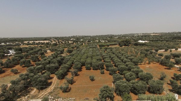 casa indipendente in vendita ad Ostuni