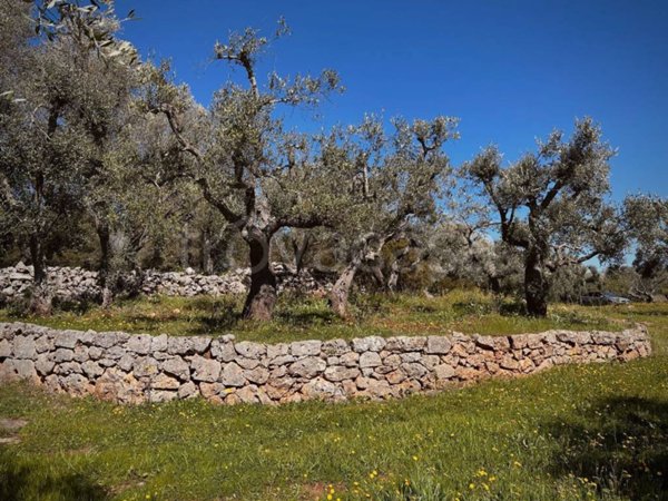 terreno agricolo in vendita ad Ostuni