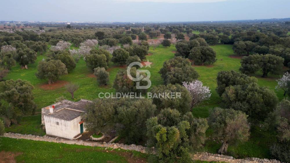 terreno agricolo in vendita ad Ostuni