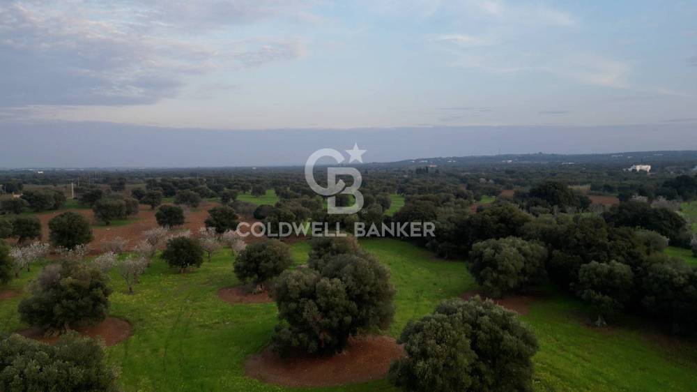 terreno agricolo in vendita ad Ostuni