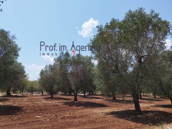 casa indipendente in vendita ad Ostuni