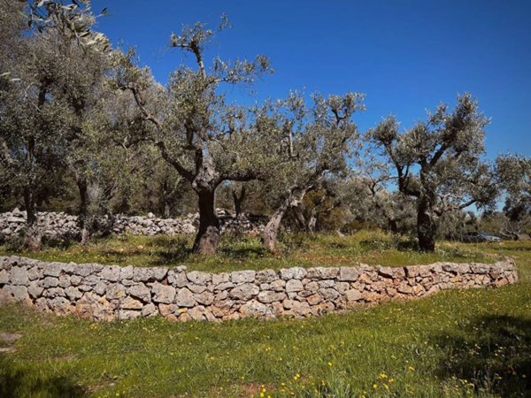 terreno agricolo in vendita ad Ostuni