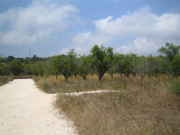 terreno agricolo in vendita ad Ostuni