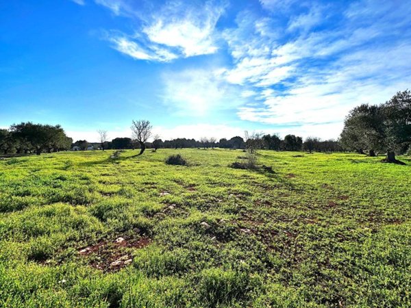terreno agricolo in vendita ad Ostuni