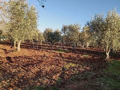 terreno agricolo in vendita ad Ostuni