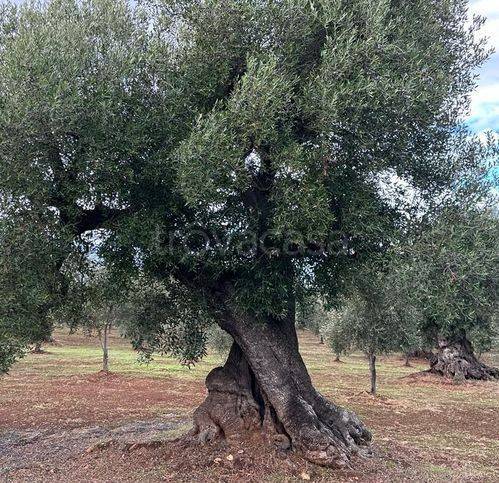 terreno agricolo in vendita ad Ostuni