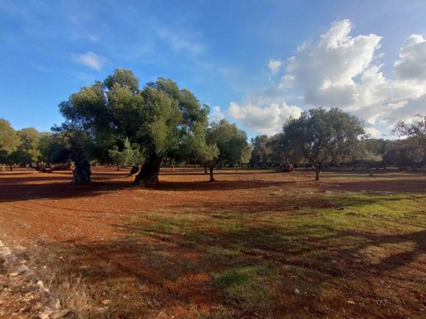 casa indipendente in vendita ad Ostuni