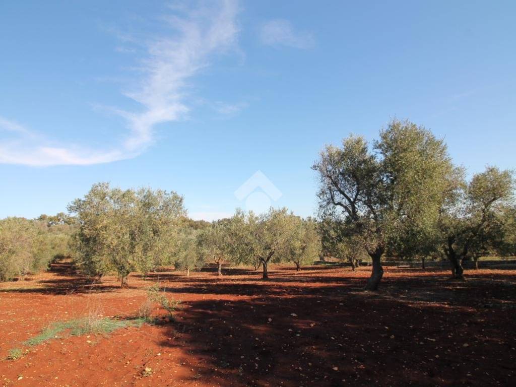 terreno agricolo in vendita ad Ostuni