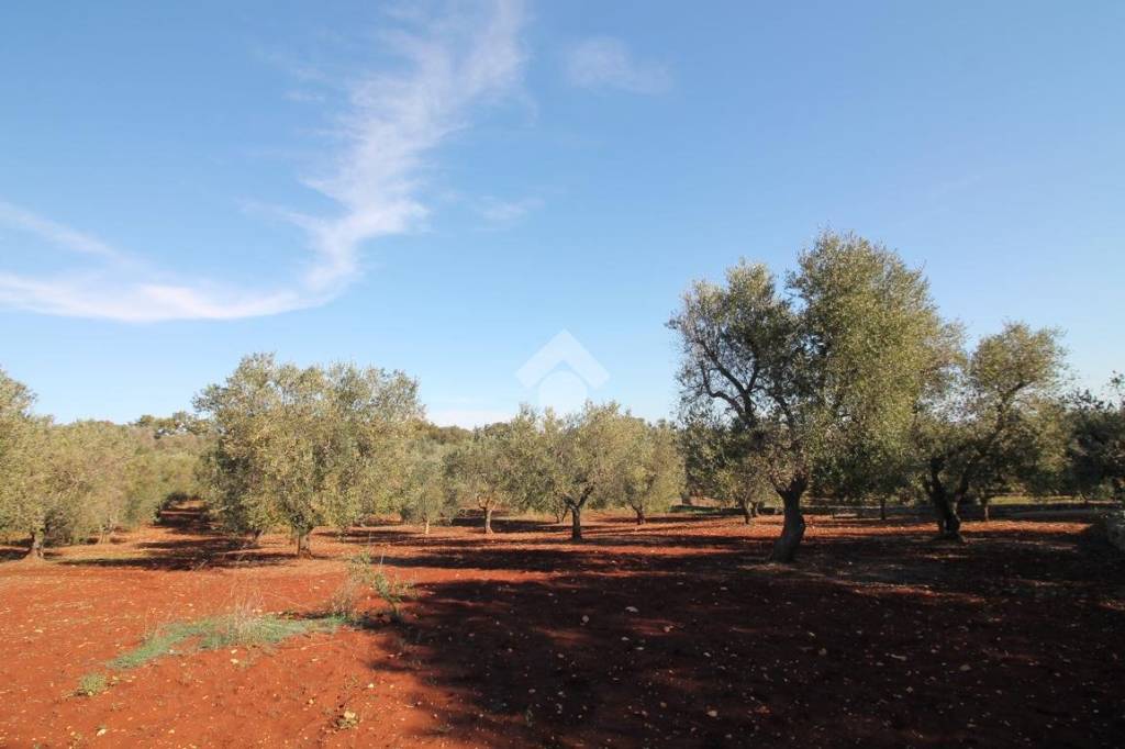 terreno agricolo in vendita ad Ostuni