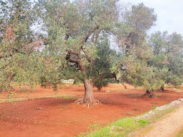 terreno agricolo in vendita ad Ostuni