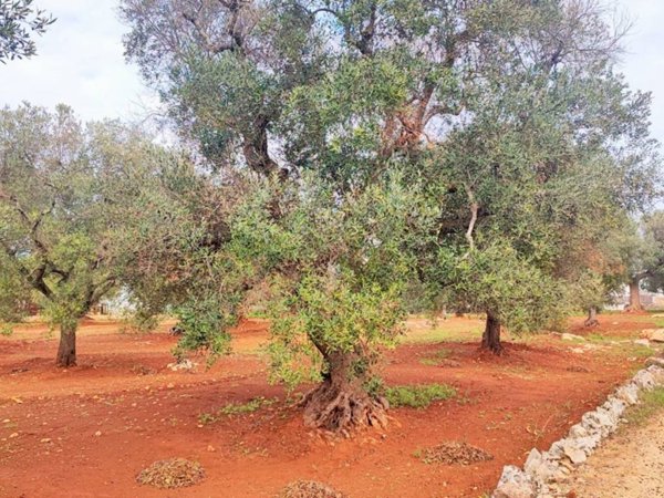 terreno agricolo in vendita ad Ostuni