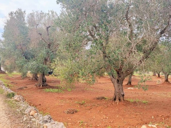 terreno agricolo in vendita ad Ostuni