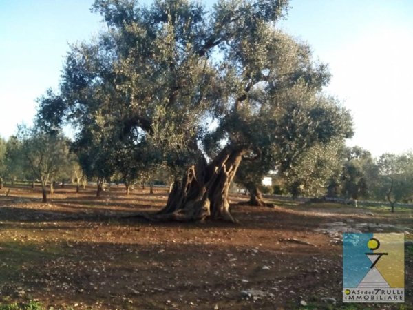 terreno agricolo in vendita ad Ostuni