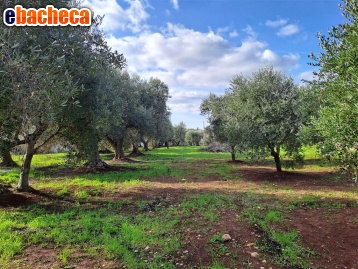 casa indipendente in vendita ad Ostuni