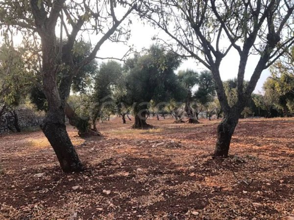 casa indipendente in vendita ad Ostuni