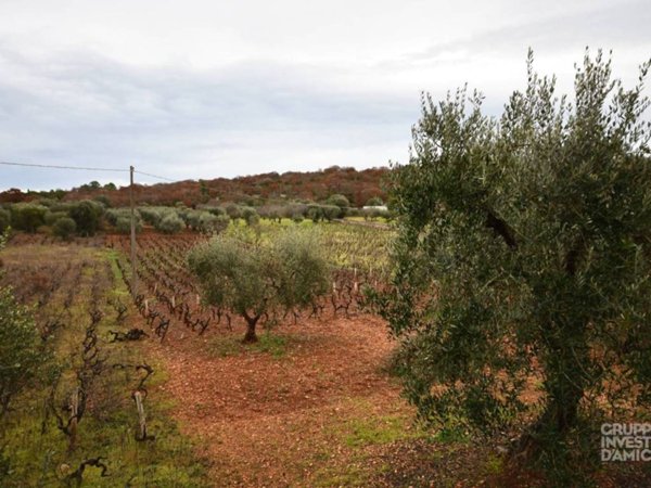 terreno agricolo in vendita ad Ostuni