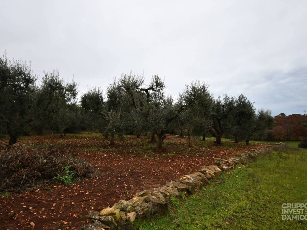 terreno agricolo in vendita ad Ostuni