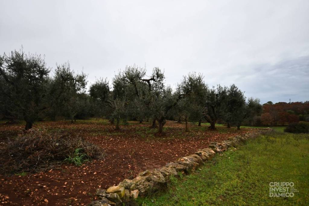 terreno agricolo in vendita ad Ostuni