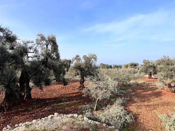 terreno agricolo in vendita ad Ostuni